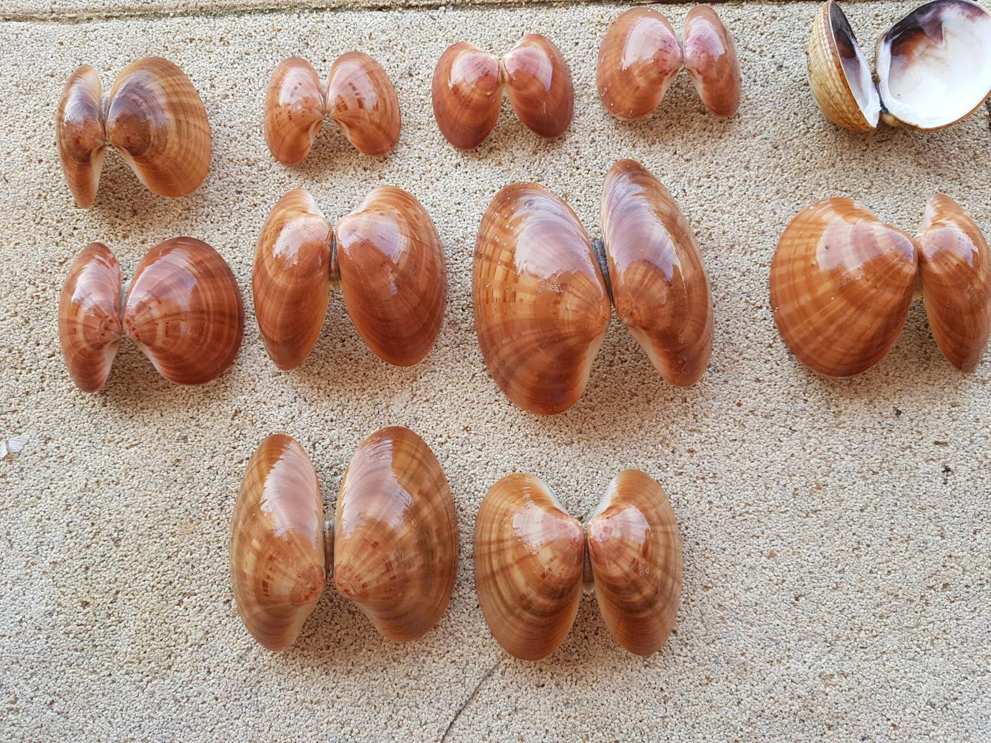 Apartmani Maver 圣菲利普雅科夫 外观 照片